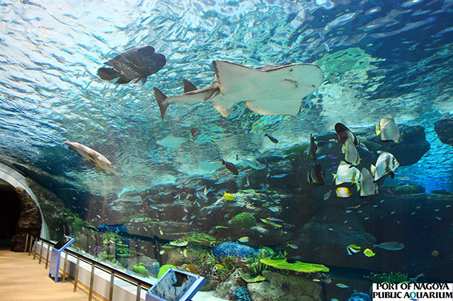 名古屋港水族館