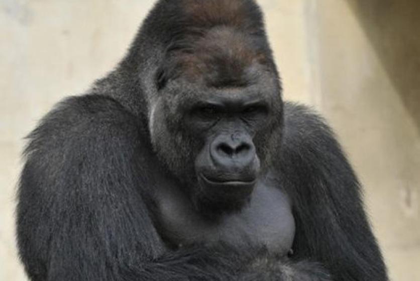 イケメンゴリラ「シャバーニ」に遭う！動物園チケット付きドキドキプラン?