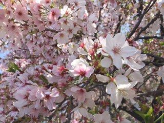 桜.jpg