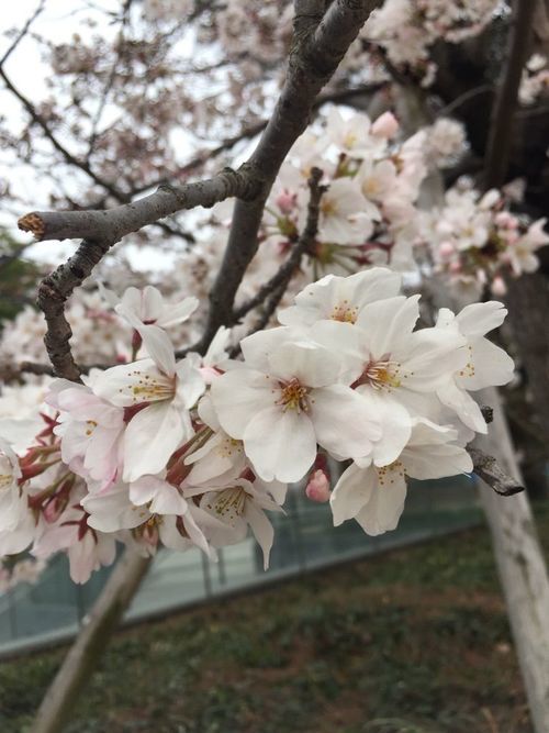 桜.jpg